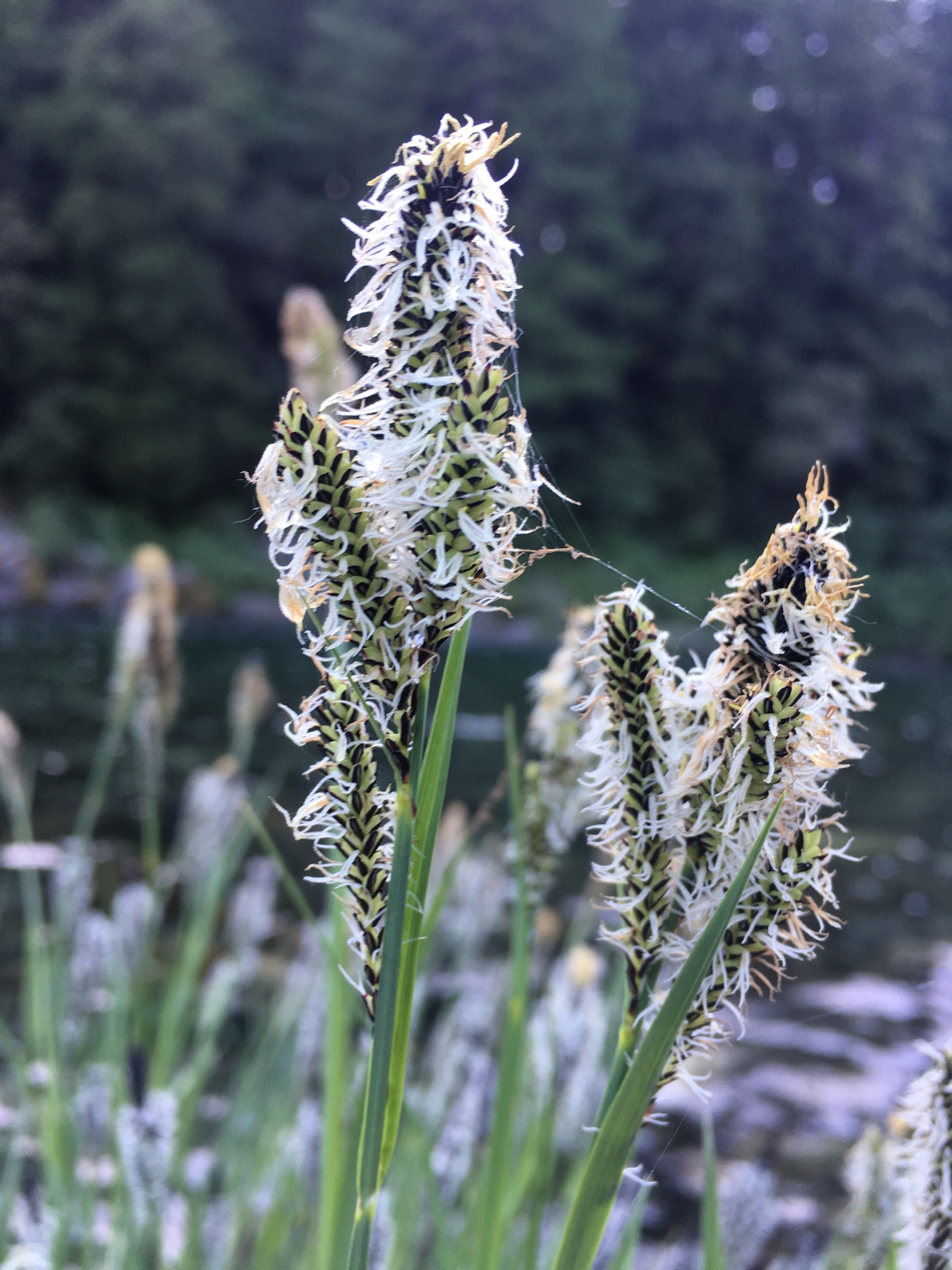 Carex nudata