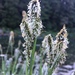 Carex nudata - Photo (c) Corey Lange, μερικά δικαιώματα διατηρούνται (CC BY-NC), uploaded by Corey Lange