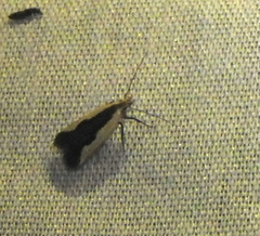 Dichomeris inserrata
