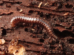 Craspedosomatidae
