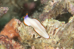 Pseudoceros bimarginatus