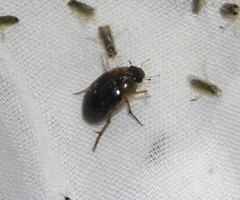 Tropisternus collaris