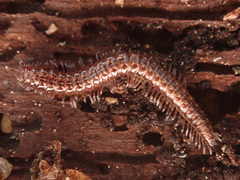 Craspedosomatidae