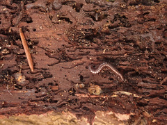 Craspedosomatidae