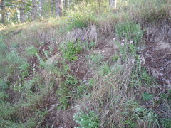Centaurea stereophylla
