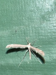 Lioptilodes albistriolatus