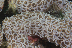 Fimbriaphyllia ancora