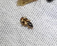 Tetragonoderus fasciatus