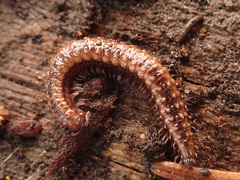 Craspedosomatidae