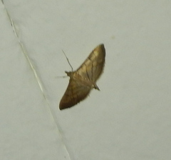 Crambidae