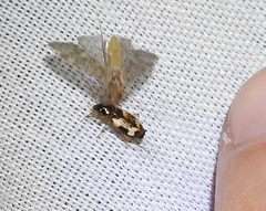 Tetragonoderus fasciatus