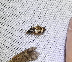 Tetragonoderus fasciatus