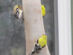 Spinus tristis