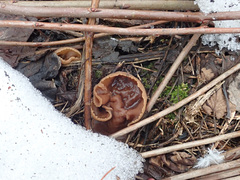 Peziza echinospora