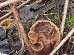 Peziza echinospora