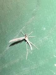 Lioptilodes albistriolatus