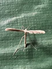 Lioptilodes albistriolatus