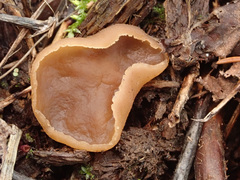 Peziza echinospora