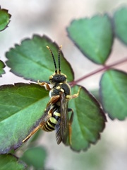 Nomada luteoloides