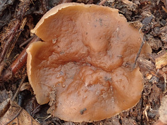 Peziza echinospora