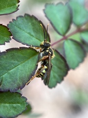Nomada luteoloides