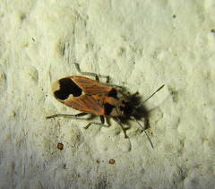 Melanotelus villosulus