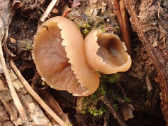 Peziza echinospora
