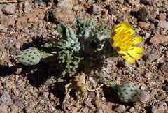 Trichocline caulescens