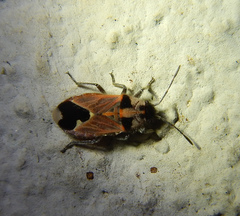 Melanotelus villosulus