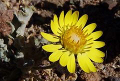 Trichocline caulescens