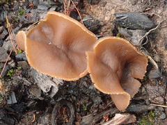 Peziza echinospora