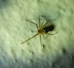 Araneae
