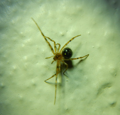 Araneae