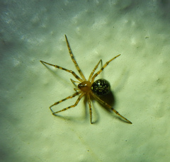 Araneae