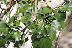 Hedera caucasigena