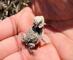 Phrynosoma braconnieri