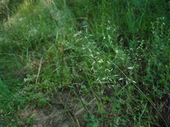 Poa versicolor