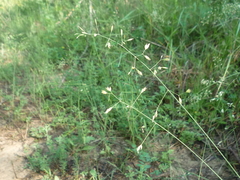Poa versicolor