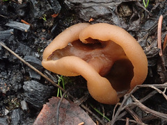 Peziza echinospora