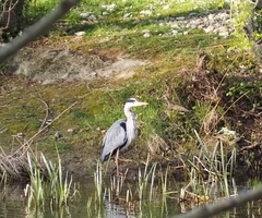 Ardea cinerea
