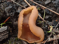 Peziza echinospora