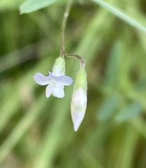 Vicia hassei