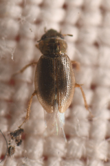 Hydraenidae