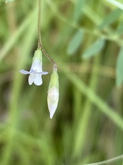 Vicia hassei