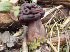 Gyromitra longipes