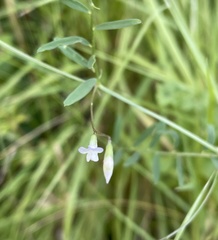 Vicia hassei
