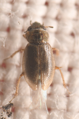 Hydraenidae