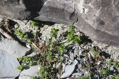Cruciata taurica