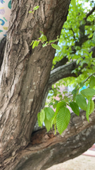 Carpinus caroliniana