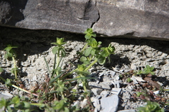 Cruciata taurica
